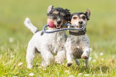 Managing the Copulatory Tie: How to Safely Release Stuck Dogs