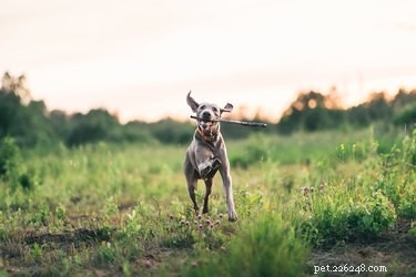 How to Safely Remove Embedded Ticks from Your Dog: A Step‑by‑Step Guide