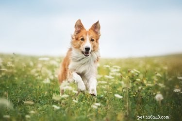 How to Safely Remove Embedded Ticks from Your Dog: A Step‑by‑Step Guide