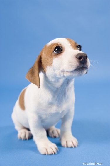 Immediate Steps to Take if Your Puppy Is Gagging