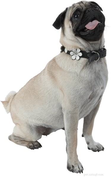 Proven Home Treatments for Dog Folliculitis: Quick Relief & Long-Term Care