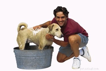 Proven Home Treatments for Dog Folliculitis: Quick Relief & Long-Term Care