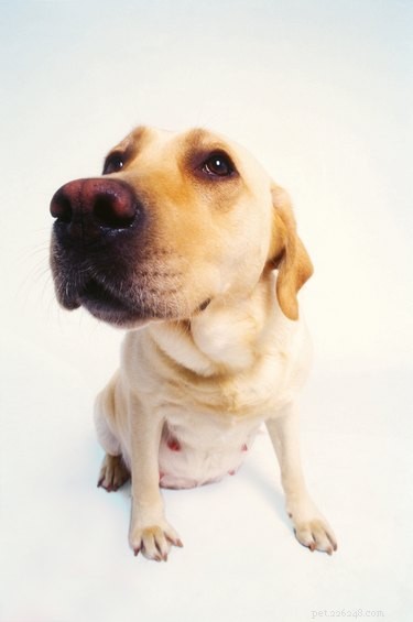 Weekly Canine Pregnancy Guide: Key Milestones & Care Tips