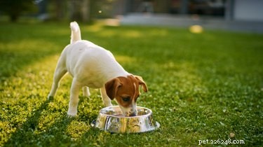 Why Does Your Dog Open and Close Its Mouth After Meals?