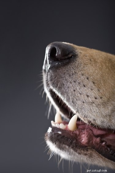 Understanding Brown Spots on Your Dog s Gums: Signs of Health or Disease