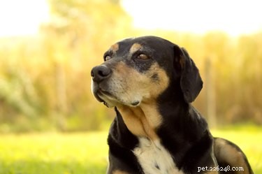 Safe OTC Eye Ointments for Dogs: Vet-Recommended Tips