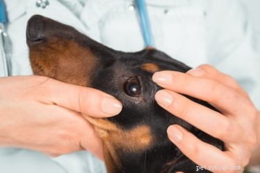 Safe OTC Eye Ointments for Dogs: Vet-Recommended Tips