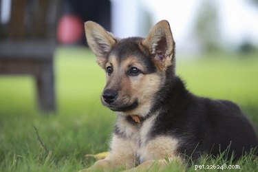 When Do German Shepherd Puppies Lose Their Baby Teeth?