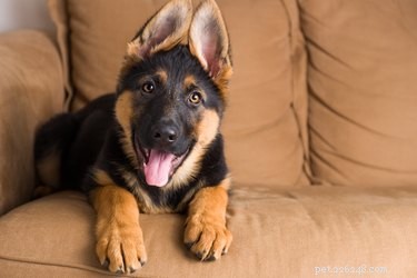 When Do German Shepherd Puppies Lose Their Baby Teeth?