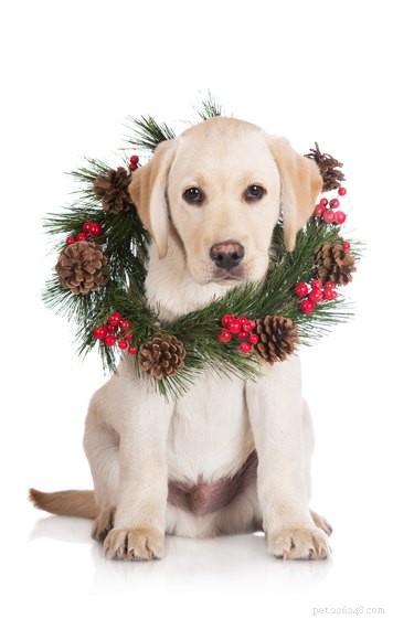 Is Holly Safe for Dogs? Know the Risks Before Decorating