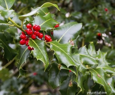 Is Holly Safe for Dogs? Know the Risks Before Decorating