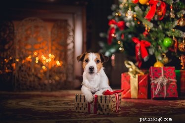 Is Holly Safe for Dogs? Know the Risks Before Decorating