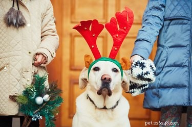 Is Holly Safe for Dogs? Know the Risks Before Decorating
