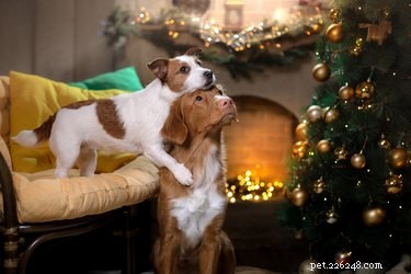 Is Holly Safe for Dogs? Know the Risks Before Decorating