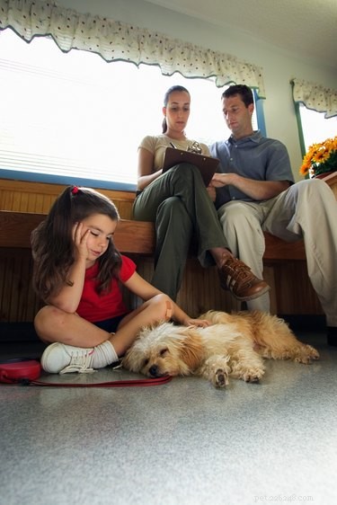 Clorox Toxicity in Dogs: Signs, Prevention, and Care