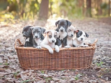 Effective Remedies for Dry Skin in Pit Bull Puppies