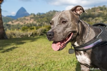 Effective Remedies for Dry Skin in Pit Bull Puppies