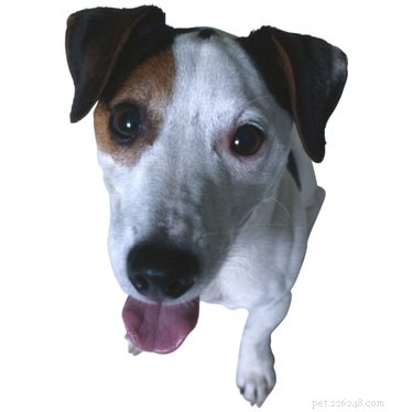 Recognizing Pregnancy in Jack Russell Terriers: Key Signs and How to Confirm