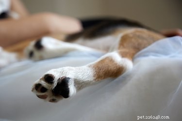 How to Care for a Bruised Dog Paw: Signs, Treatments & When to Seek Help