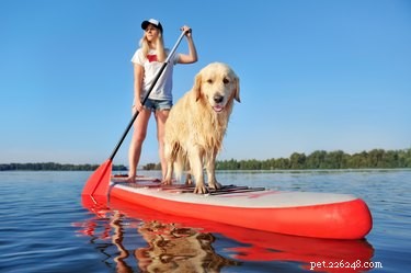 Understanding and Managing Hip Dysplasia in Golden Retrievers
