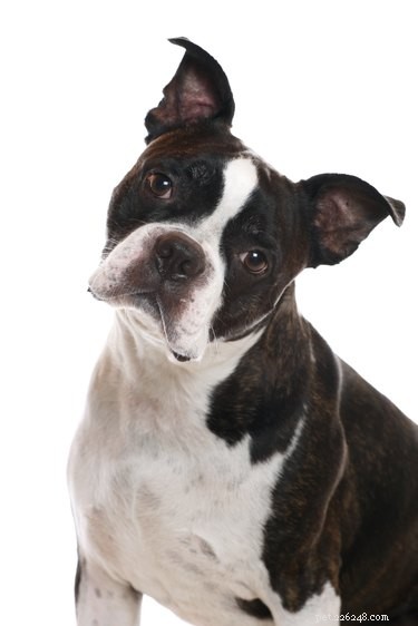 Thickened Stomach Lining in Dogs: Causes, Diagnosis, and Care