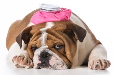 Guide to Safely Using Warm Compresses on Dogs for Pain Relief and Healing