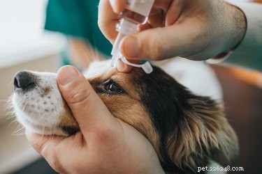 Effective Natural Remedies for Dog Styes: Safe Care for Your Pet s Eyelids