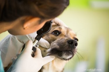 Effective Natural Remedies for Dog Styes: Safe Care for Your Pet s Eyelids