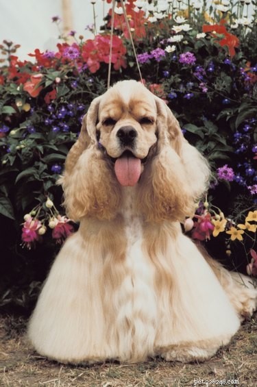 How to Safely Use Saline Solution for Your Dog’s Eye Care
