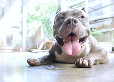 Pit Bull Pregnancy Explained: Stages, Signs, and Care Tips
