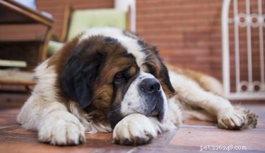 What Causes a One-Sided Drooping Mouth in Dogs? Understanding Facial Nerve Issues