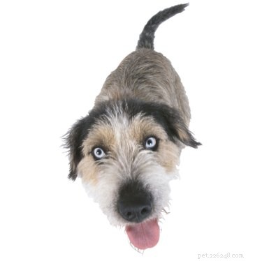 Why Does Hair Grow Inside a Dog s Mouth? Causes & When to Seek Vet Care