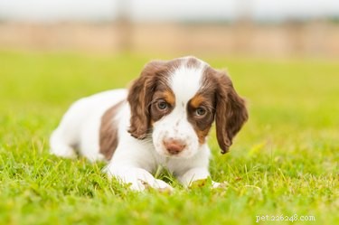 Shaking Puppy Syndrome: Causes, Diagnosis, and Care