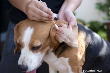 White Bumps on Your Dog’s Ear: Causes, Symptoms, and When to Seek Veterinary Care