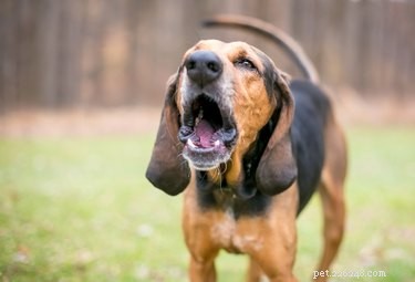 How to Treat a Hoarse Dog: Signs, Causes, and Effective Remedies