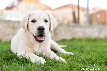 The Lifespan of Yellow Labrador Retrievers: How Long They Typically Live