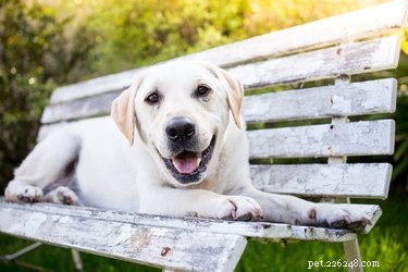 The Lifespan of Yellow Labrador Retrievers: How Long They Typically Live