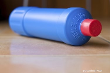 Is Bleach Safe for Your Dog? Risks, Symptoms, and Prevention