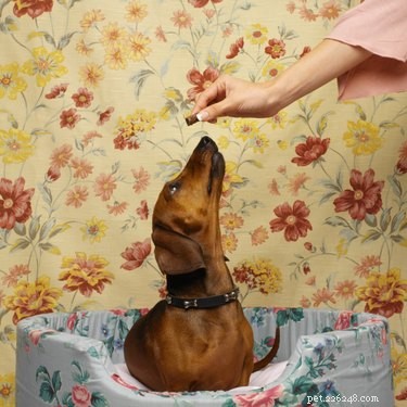 What to Expect During a Dachshund Pregnancy: Care & Signs