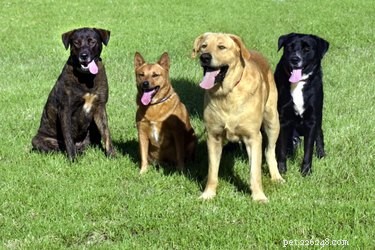 Using Neosporin to Treat Your Dog’s Skin Rash Safely