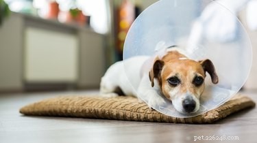 Post-Operative Incision Bleeding in Dogs: What to Expect & When to Seek Help