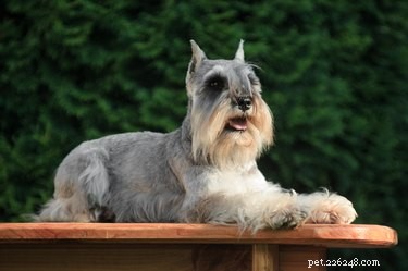 How to Spot Pregnancy in Miniature Schnauzers: Key Signs & Care Tips