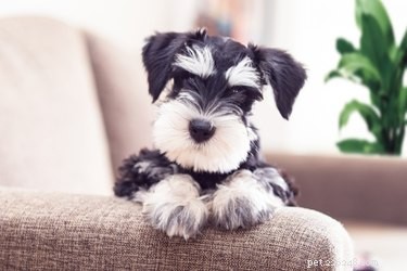 How to Spot Pregnancy in Miniature Schnauzers: Key Signs & Care Tips