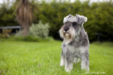 How to Spot Pregnancy in Miniature Schnauzers: Key Signs & Care Tips