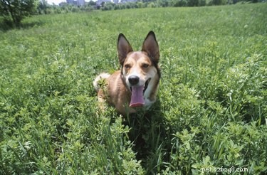 How to Soothe Your Dog’s Upset Stomach: Safe Home Remedies