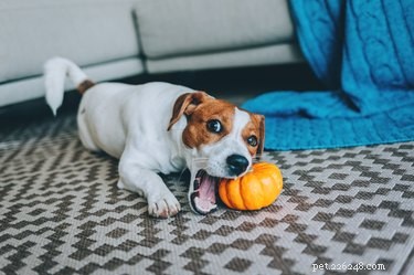 How to Soothe Your Dog’s Upset Stomach: Safe Home Remedies
