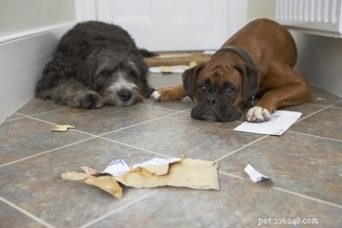 Mineral Oil: A Safe Remedy for Dog Intestinal Blockages