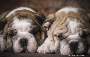 Understanding Histiocytomas in Dogs: Signs, Risks, and Veterinary Care