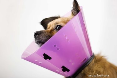 Why Is My Dog Licking Her Foot and Limping? Common Causes & Quick Relief Tips