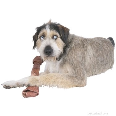 Are Ham Shanks Safe for Dogs? FDA Guidance & Health Tips